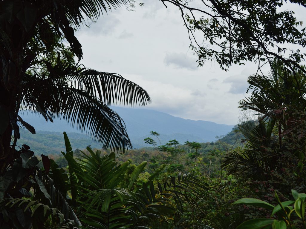 The lush landscape view right across the window at Taman Sari